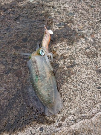 逆強風に向けて