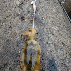 雨中越前ランガン