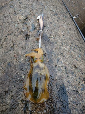 雨中越前ランガン