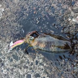 濁りも薄くなり