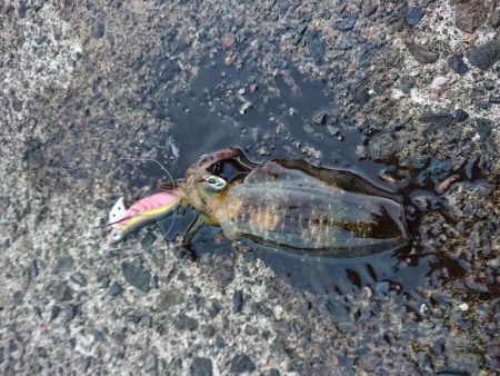 濁りも薄くなり