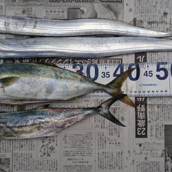 太刀魚、青物