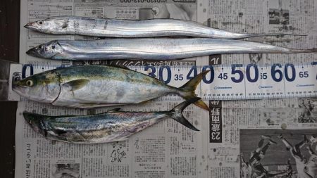 太刀魚、青物