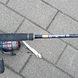 今日も仕事前に南港タチウオ調査