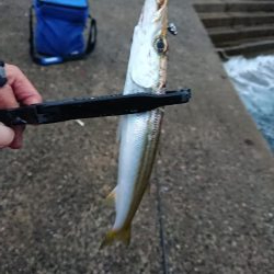 いろいろ釣れました