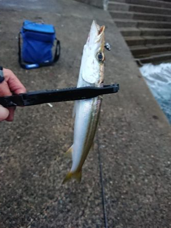 いろいろ釣れました