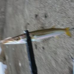 サゴシ リベンジ