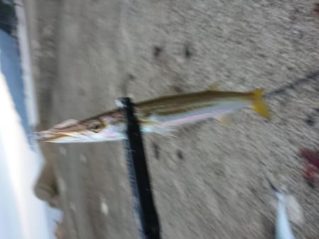 サゴシ リベンジ