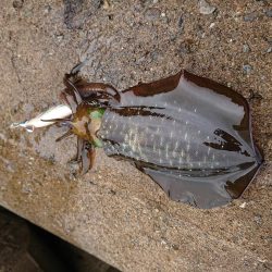 サゴシ　リベンジ2