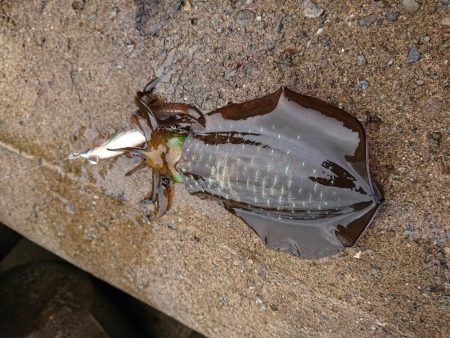 サゴシ　リベンジ2