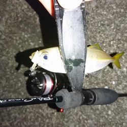 アジング・エギング