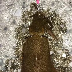 アジングからのイカ