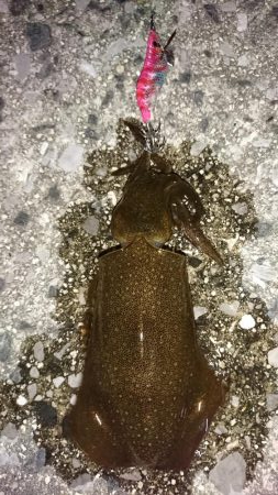 アジングからのイカ