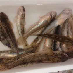 のんびりハゼ釣り