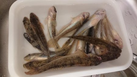 のんびりハゼ釣り