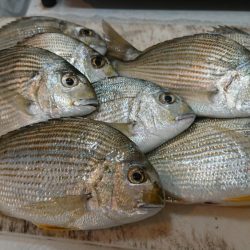 台風後のキス調査