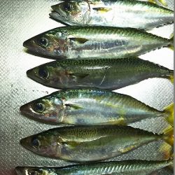 爆釣のタチウオ。