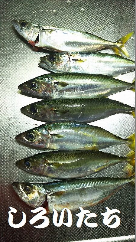 爆釣のタチウオ。