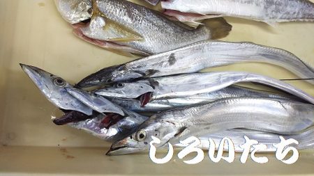 いろいろ釣れました。