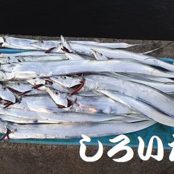 台風前にしぶいをタチウオ確保。