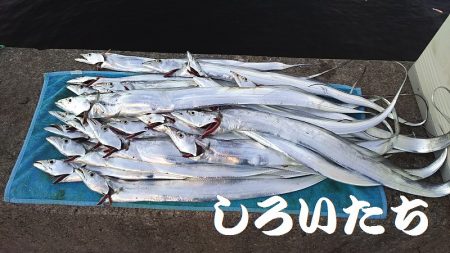 台風前にしぶいをタチウオ確保。