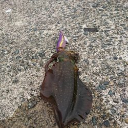 今年初の秋アオリ釣行