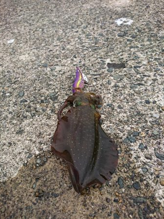 今年初の秋アオリ釣行