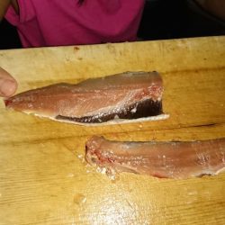 サビキでイワシ釣り