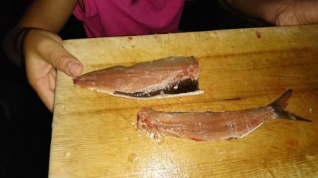 サビキでイワシ釣り