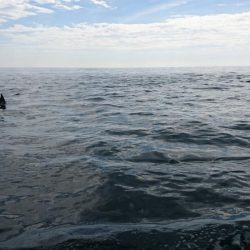 県南ライトジギング