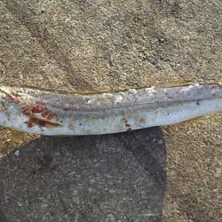 アオリ今年初釣行