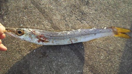 アオリ今年初釣行