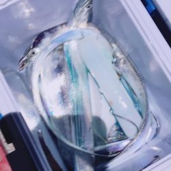 タチウオ ワインド