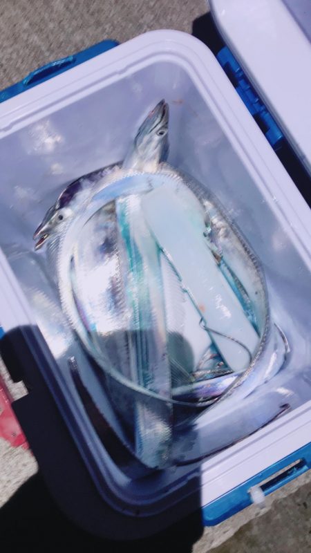 タチウオ ワインド