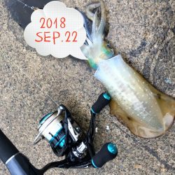 朝まずめエギング