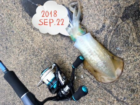 朝まずめエギング