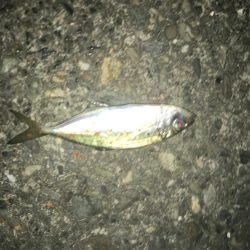 サバとファイト