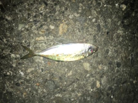 サバとファイト