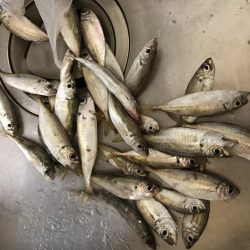 アジ大漁その2
