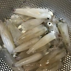 今日もチィチィイカ