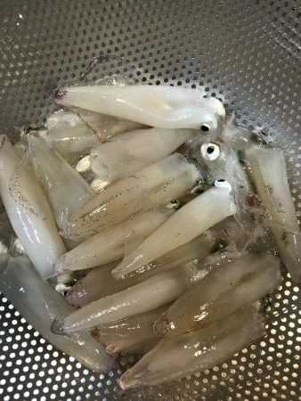 今日もチィチィイカ