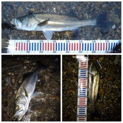 リバーシーバス