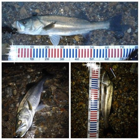 リバーシーバス