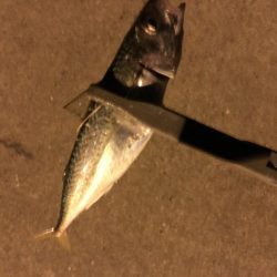 サバ、アジング