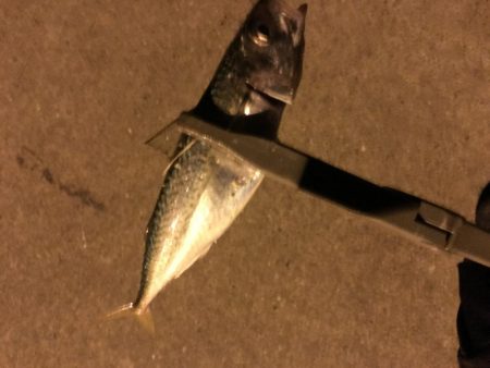 サバ、アジング