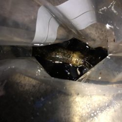 ナイトエギング