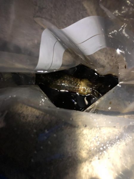 ナイトエギング