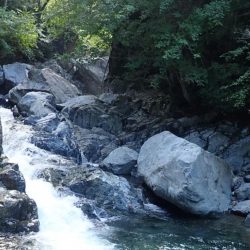 渓流釣り・アマゴ