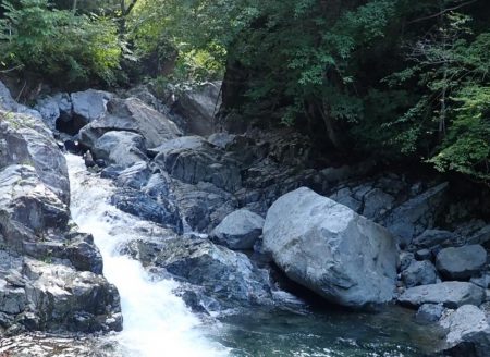 渓流釣り・アマゴ