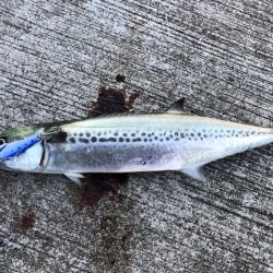 サゴシサゴシサゴシ